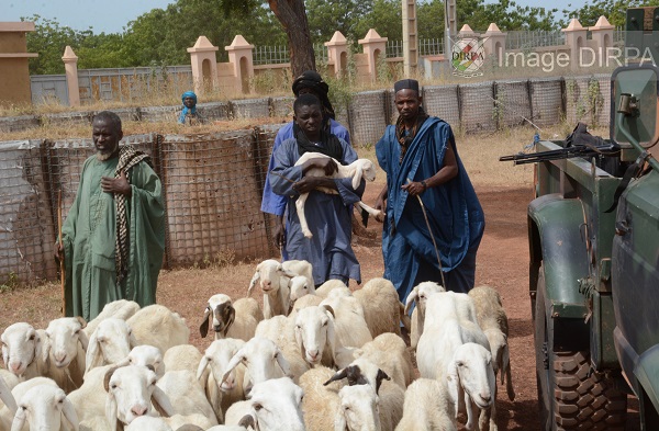Soufroulaye : Les FAMa restituent les animaux volés à leurs propriétaires
